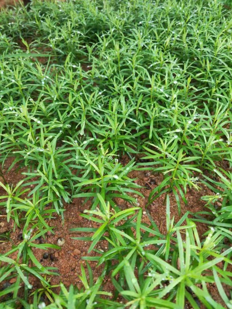 南方红豆杉芽苗，高度7公分左右，可上杯苗
