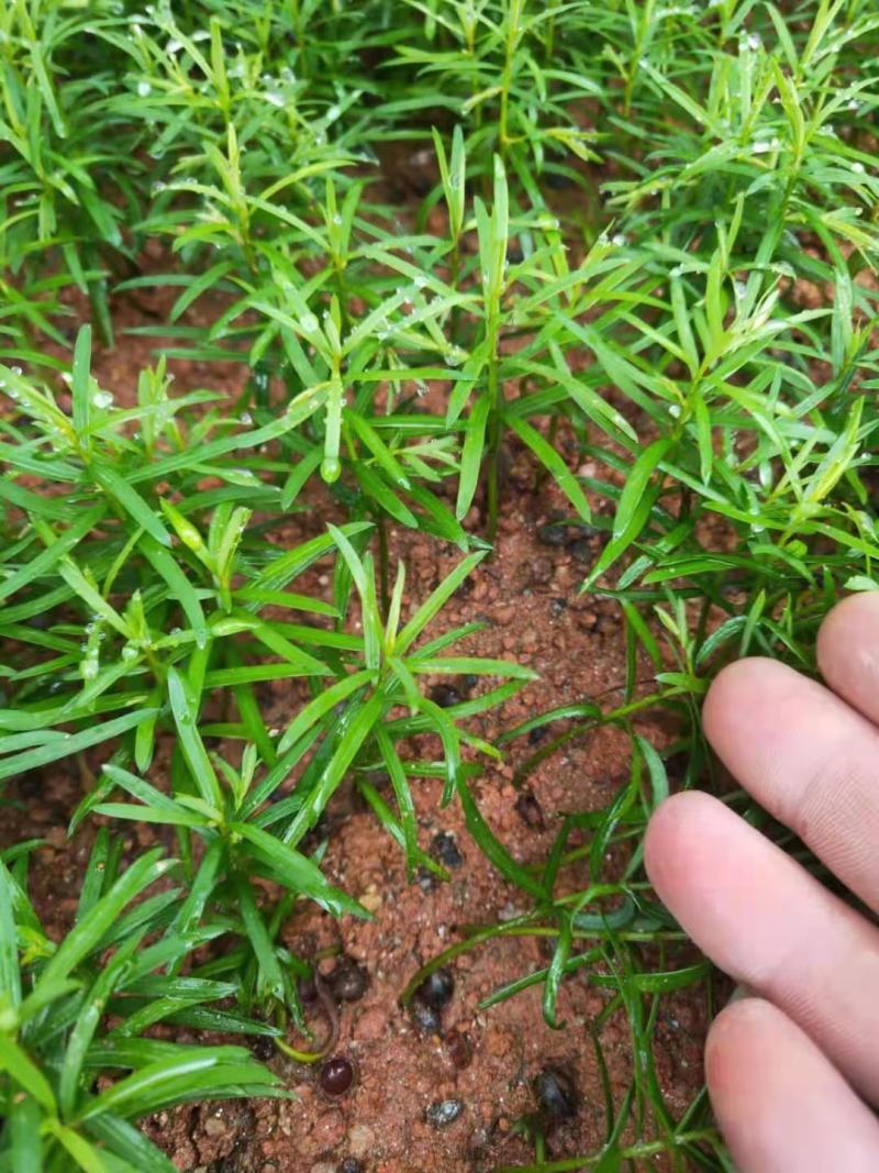 南方红豆杉芽苗，高度7公分左右，可上杯苗