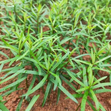 南方红豆杉芽苗，高度7公分左右，可上杯苗