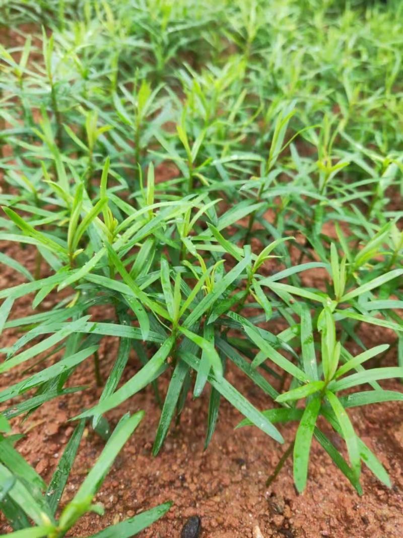 南方红豆杉芽苗，高度7公分左右，可上杯苗
