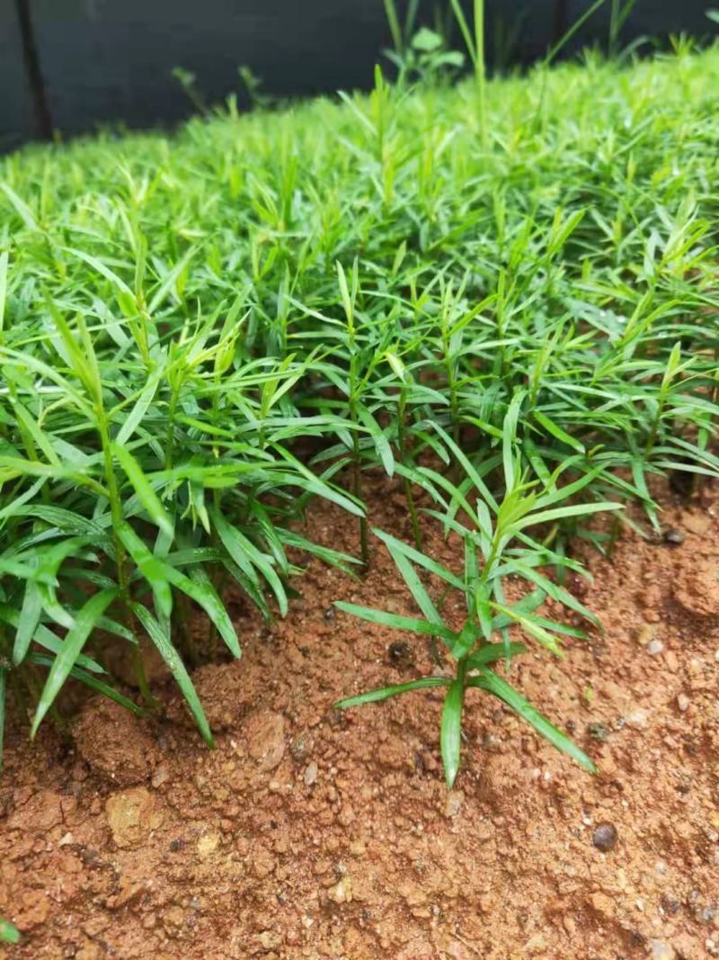 南方红豆杉芽苗，高度7公分左右，可上杯苗