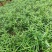 南方红豆杉芽苗，高度7公分左右，可上杯苗