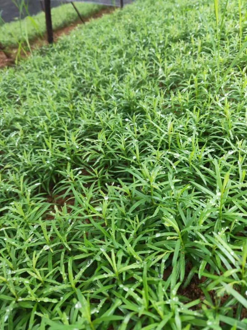 南方红豆杉芽苗，高度7公分左右，可上杯苗