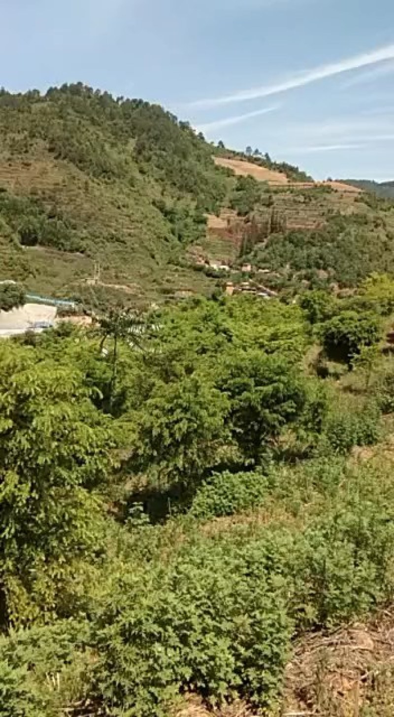 红豆杉