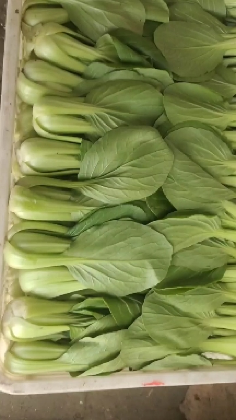 上海青