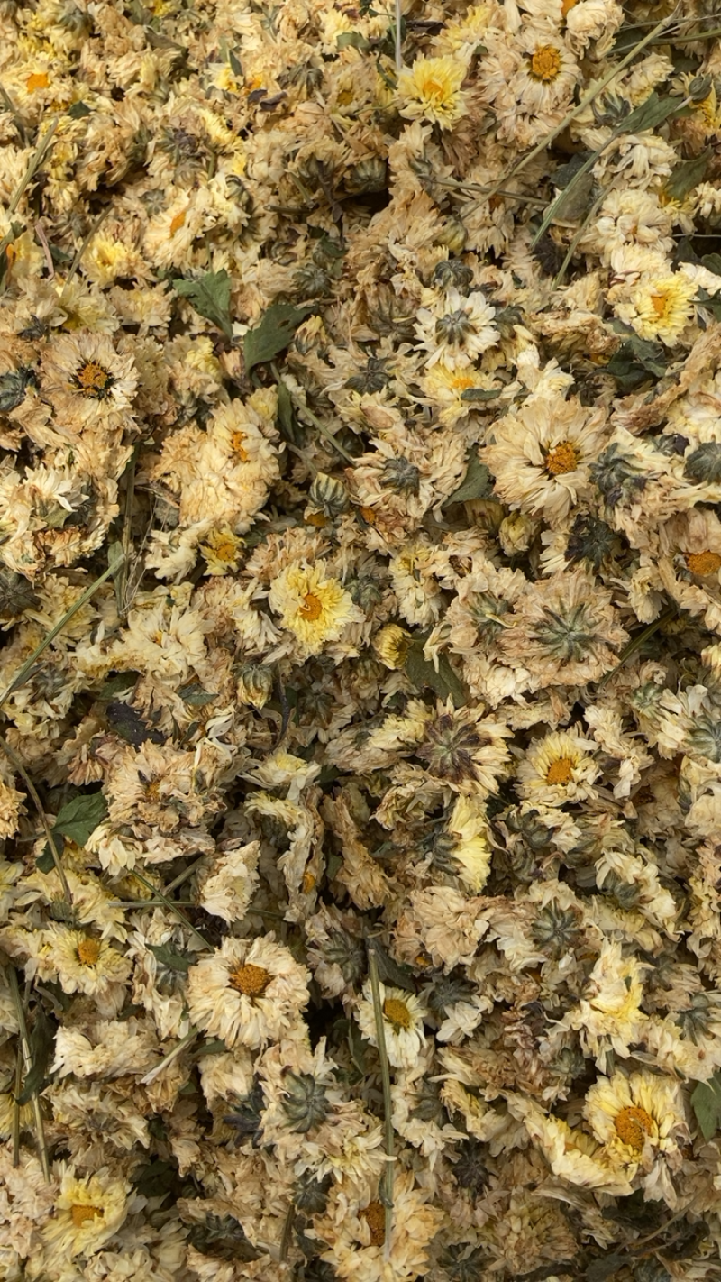 菊花，各种菊花，专业打粉20年有什么需要请私聊