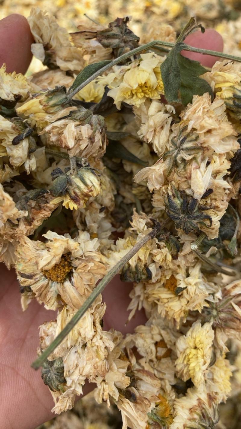 菊花，各种菊花，专业打粉20年有什么需要请私聊