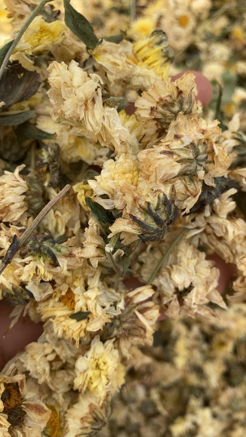 菊花，各种菊花，专业打粉20年有什么需要请私聊