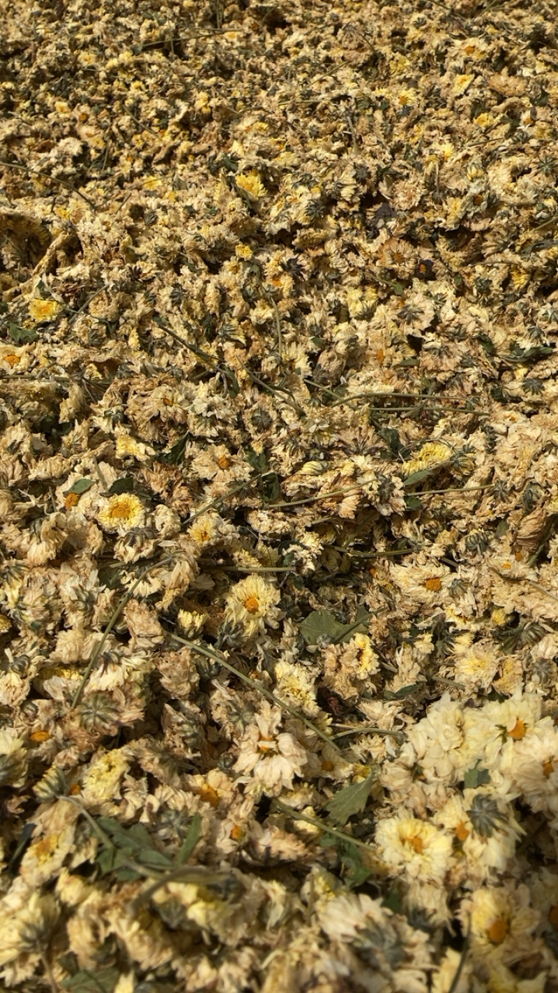 菊花，各种菊花，专业打粉20年有什么需要请私聊