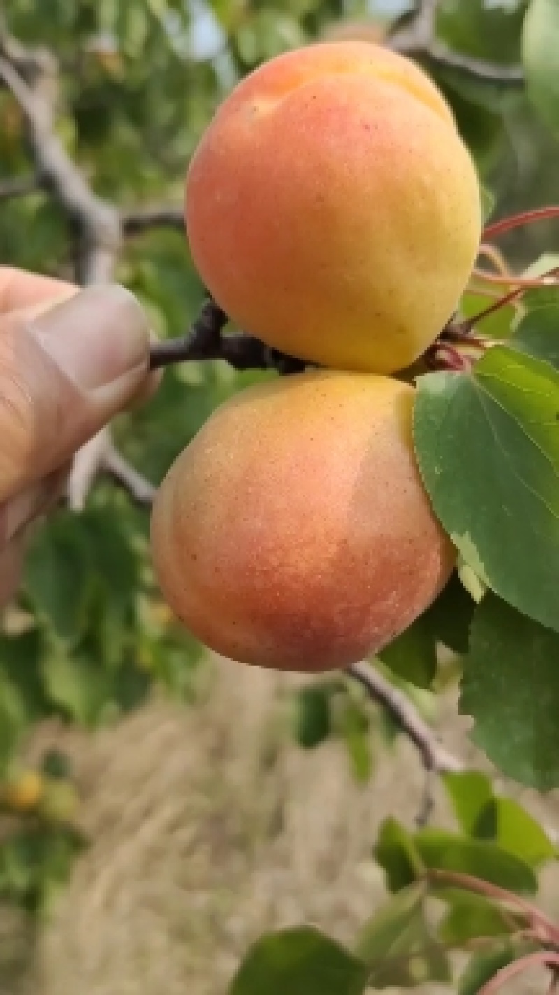 露天早熟甜杏品种——红荷苞杏火热收购中。