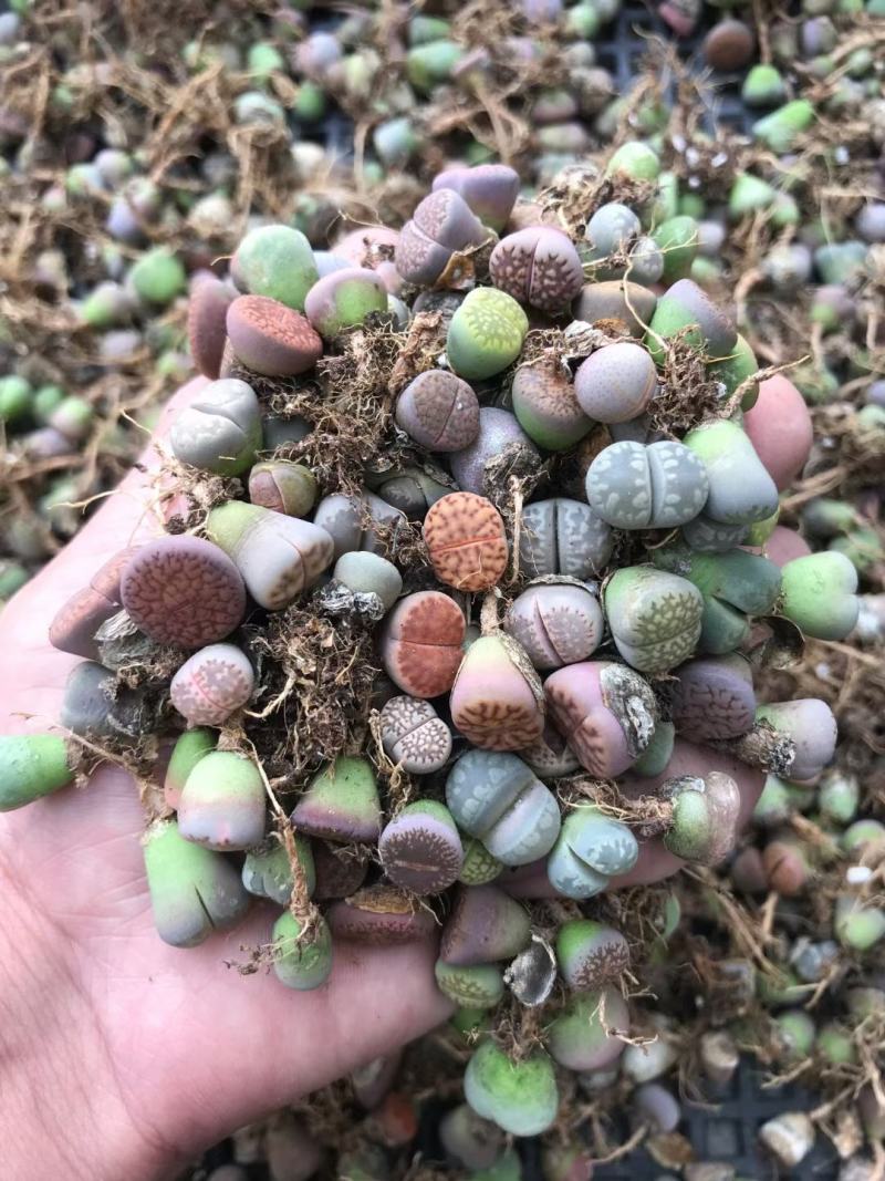 生石花屁股花多肉植物0.8-1.5CM