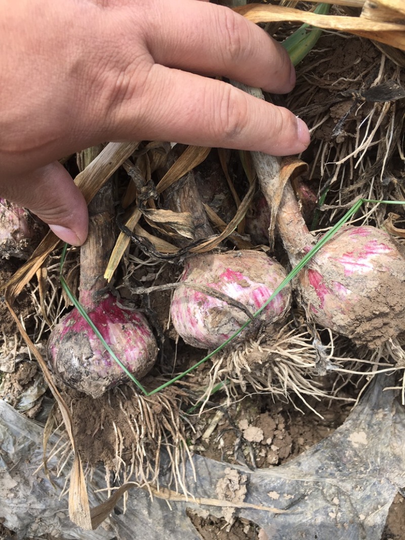 应季大蒜大量收割上市