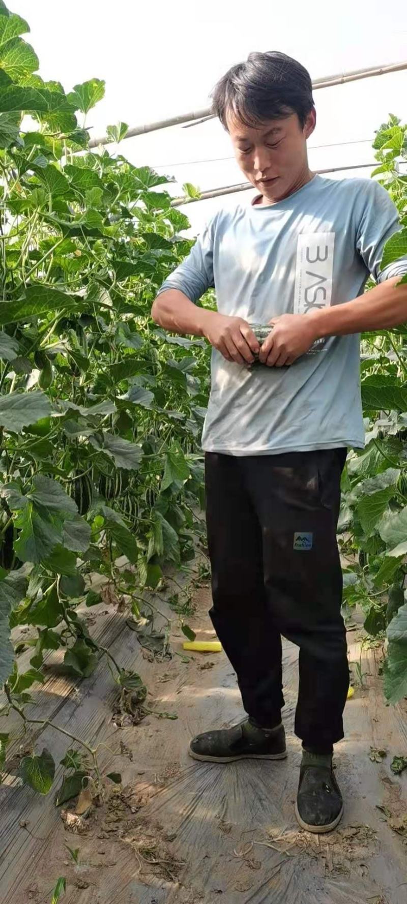 【推荐】绿宝甜瓜博洋91甜瓜花姑娘二零品种齐全
