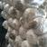 新鲜平菇头茬大量订购，出售