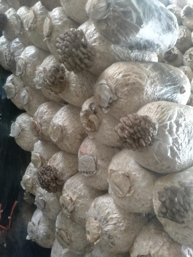 新鲜平菇头茬大量订购，出售