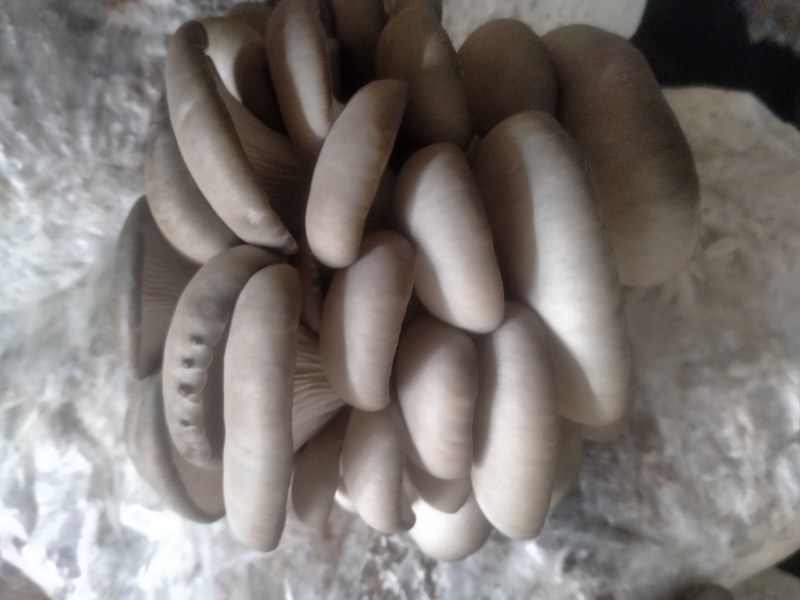 新鲜平菇头茬大量订购，出售