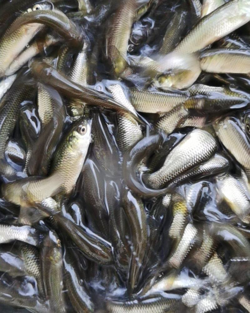 贵州草鱼苗、优质草鱼苗、抗病草鱼、草鱼水花、已打疫苗、