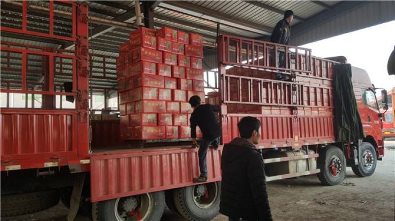 电商货源水晶蜜枣无核阿胶蜜枣厂家直供质优价廉
