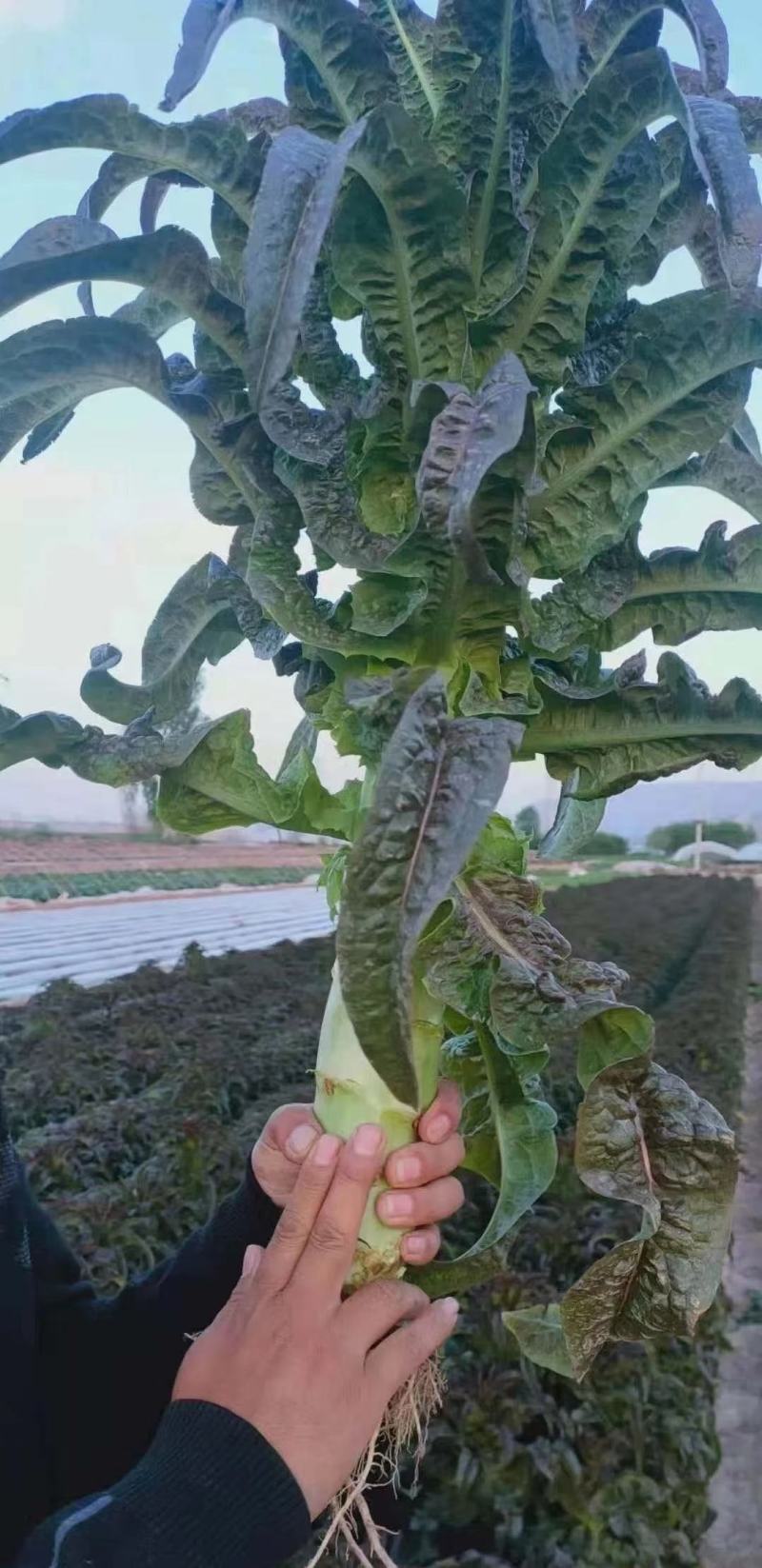 莴笋