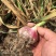 万亩大蒜种植基地，无限量供应，质优价廉