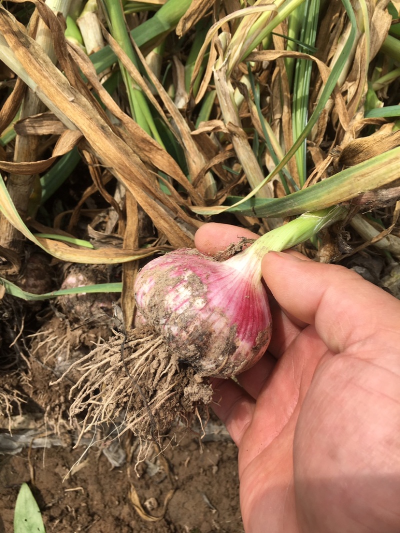 万亩大蒜种植基地，无限量供应，质优价廉