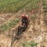 万亩大蒜种植基地，无限量供应，质优价廉