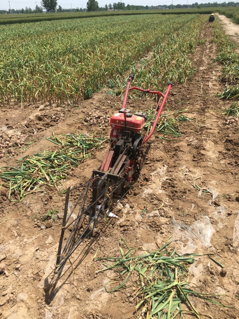 万亩大蒜种植基地，无限量供应，质优价廉