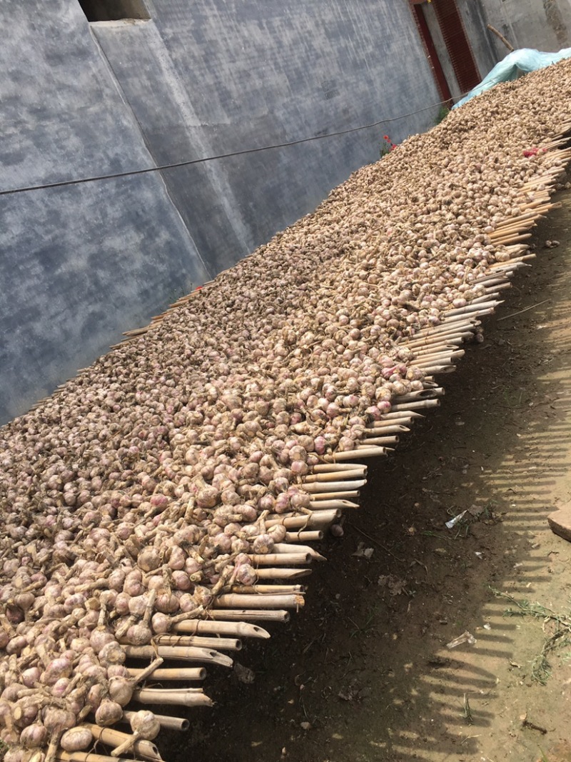 万亩大蒜种植基地，无限量供应，质优价廉