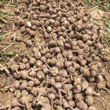 万亩大蒜种植基地，无限量供应，质优价廉