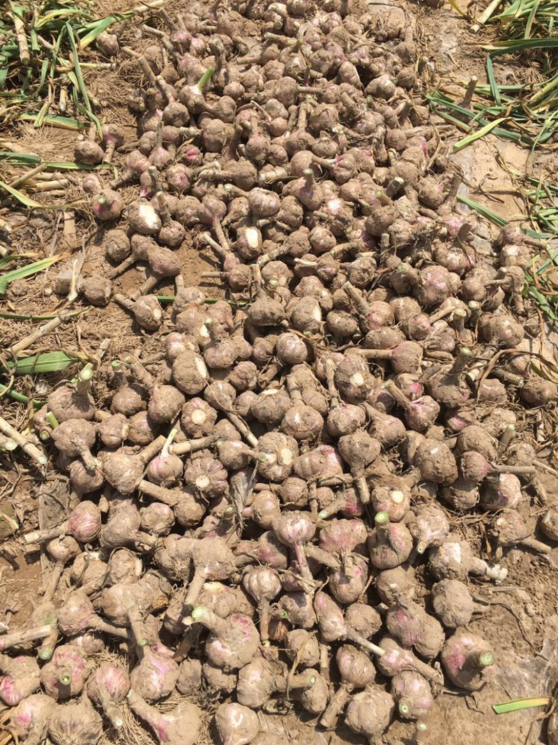 万亩大蒜种植基地，无限量供应，质优价廉