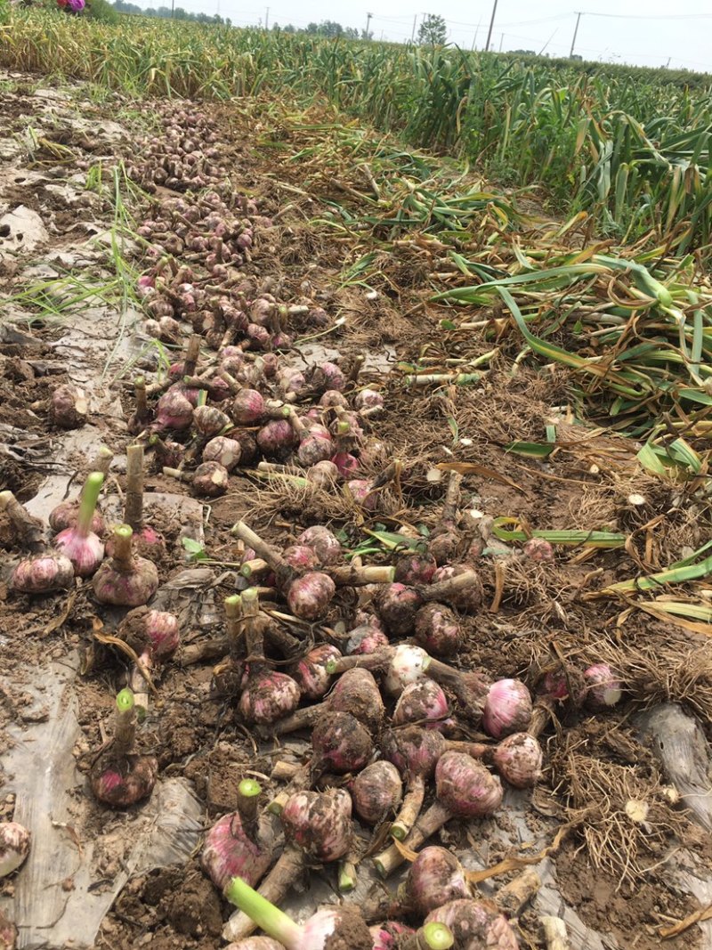 万亩大蒜种植基地，无限量供应，质优价廉