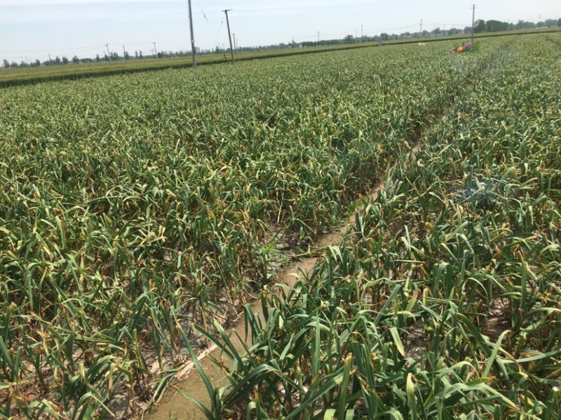 万亩大蒜种植基地，无限量供应，质优价廉