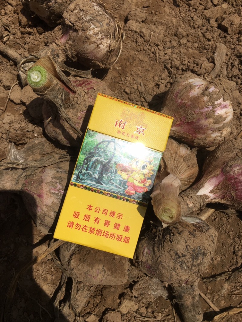 万亩大蒜种植基地，无限量供应，质优价廉