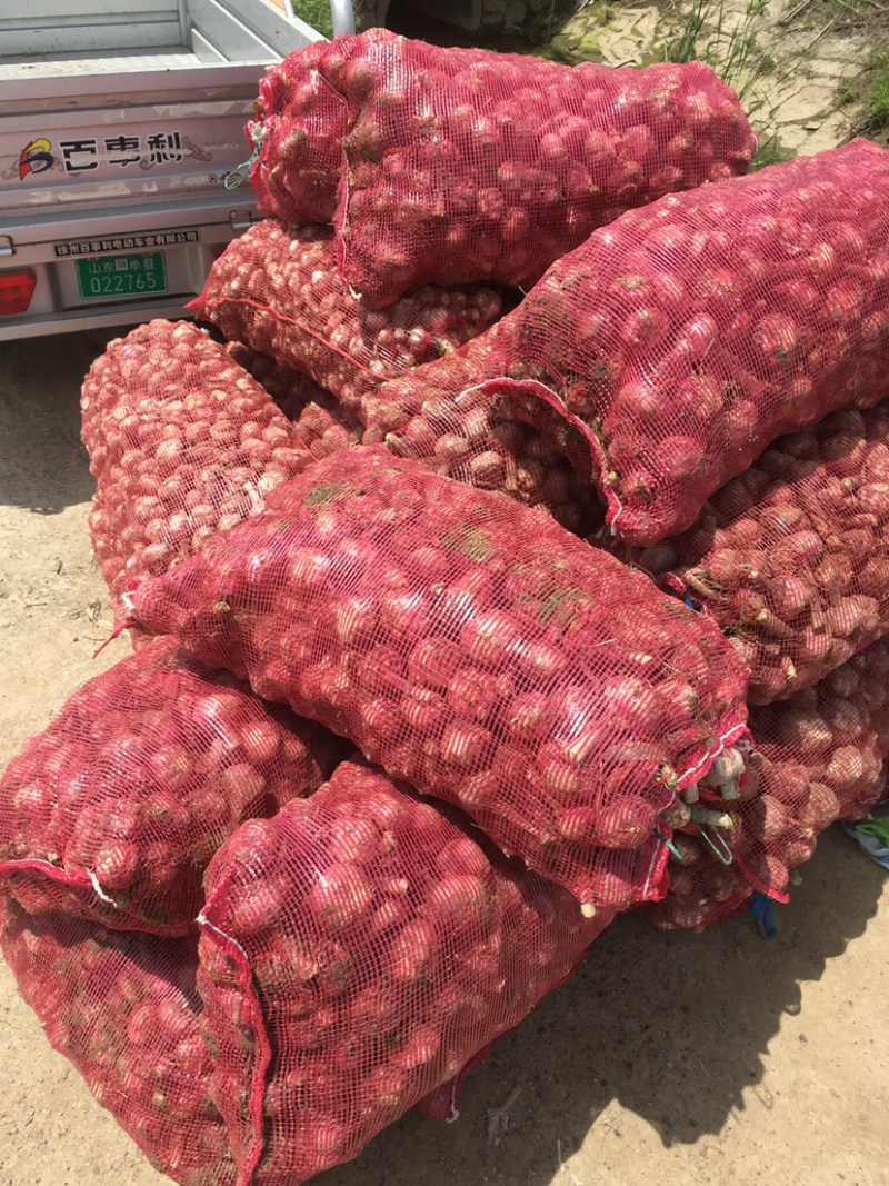 万亩大蒜种植基地，无限量供应，质优价廉