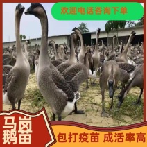 马岗鹅苗专业厂家直发生长周期快成品鹅均重可达9-10斤