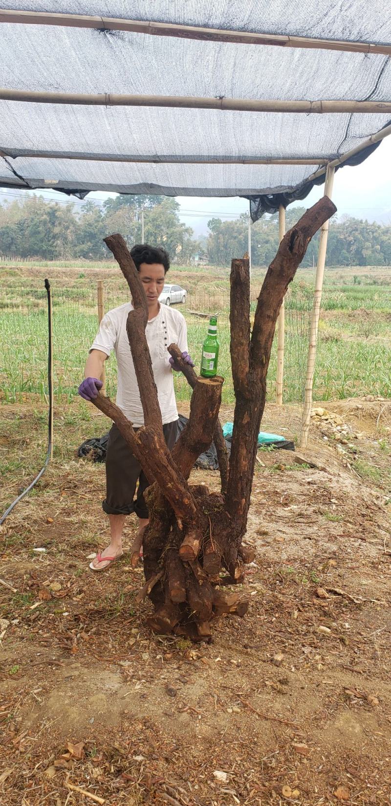 山木香红刺腾
