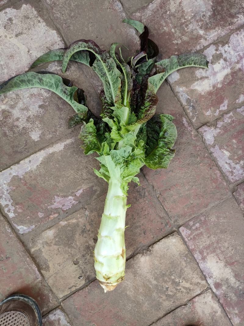 高原夏菜莴苣，肉绿无裂口，杆子清秀，