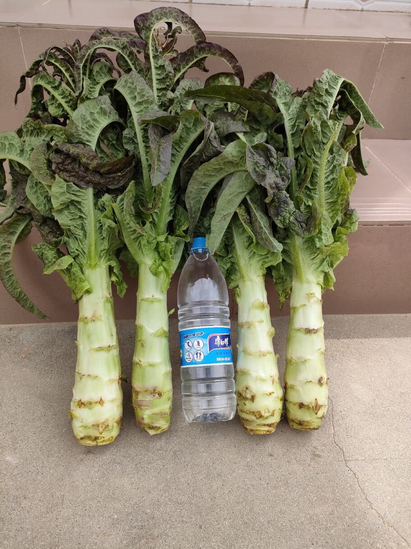 高原夏菜莴苣，肉绿无裂口，杆子清秀，