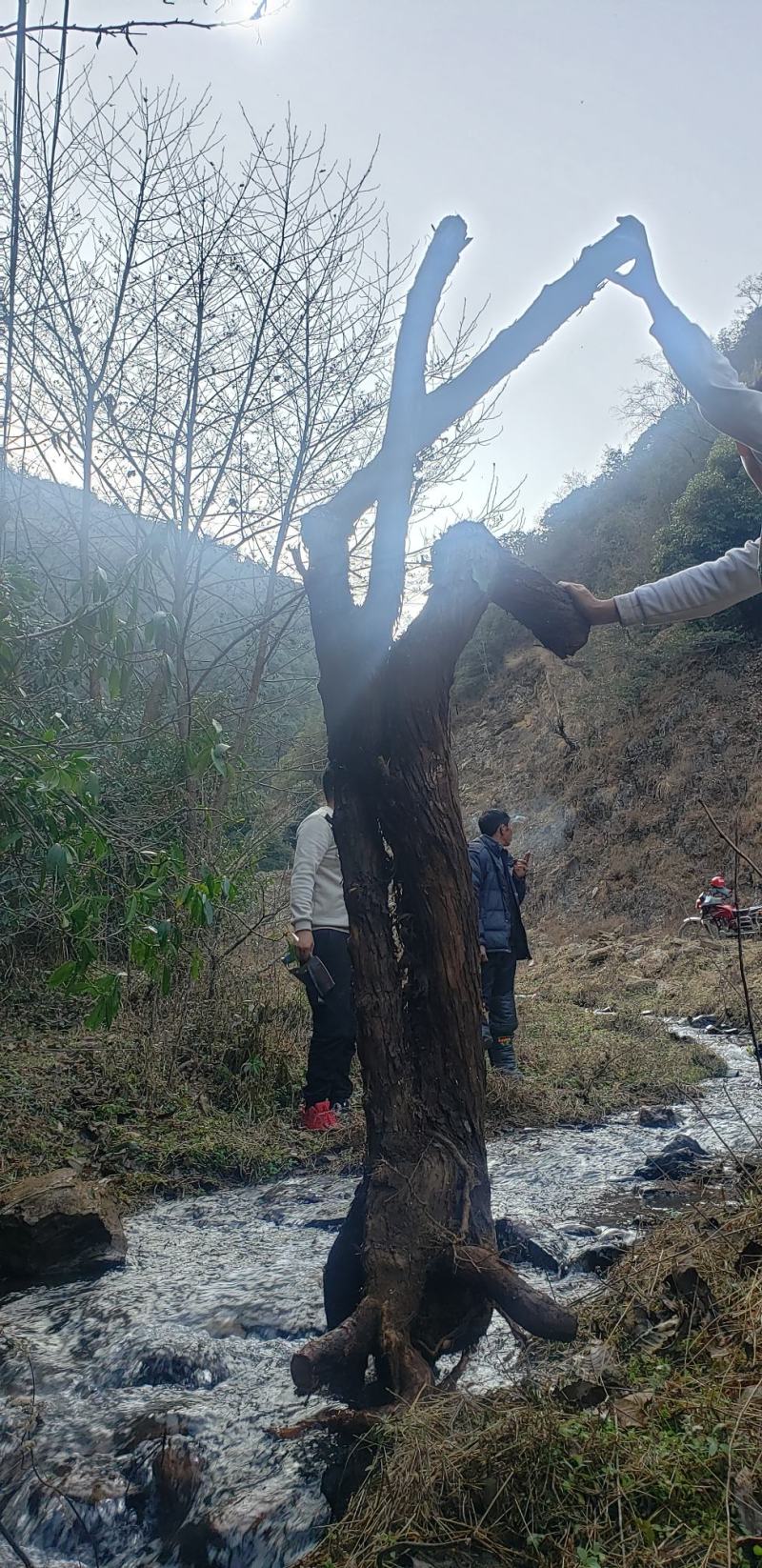 山木香，红刺腾