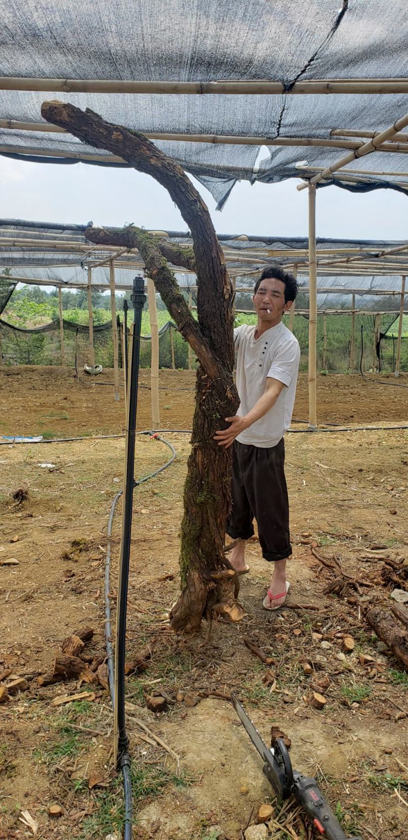 山木香，红刺腾