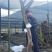 山木香，红刺腾