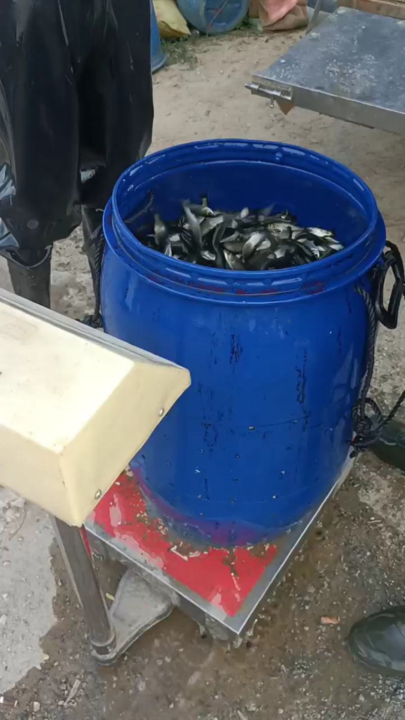 草鱼苗打过疫苗优质鱼苗成活率高基地直供，价格优惠