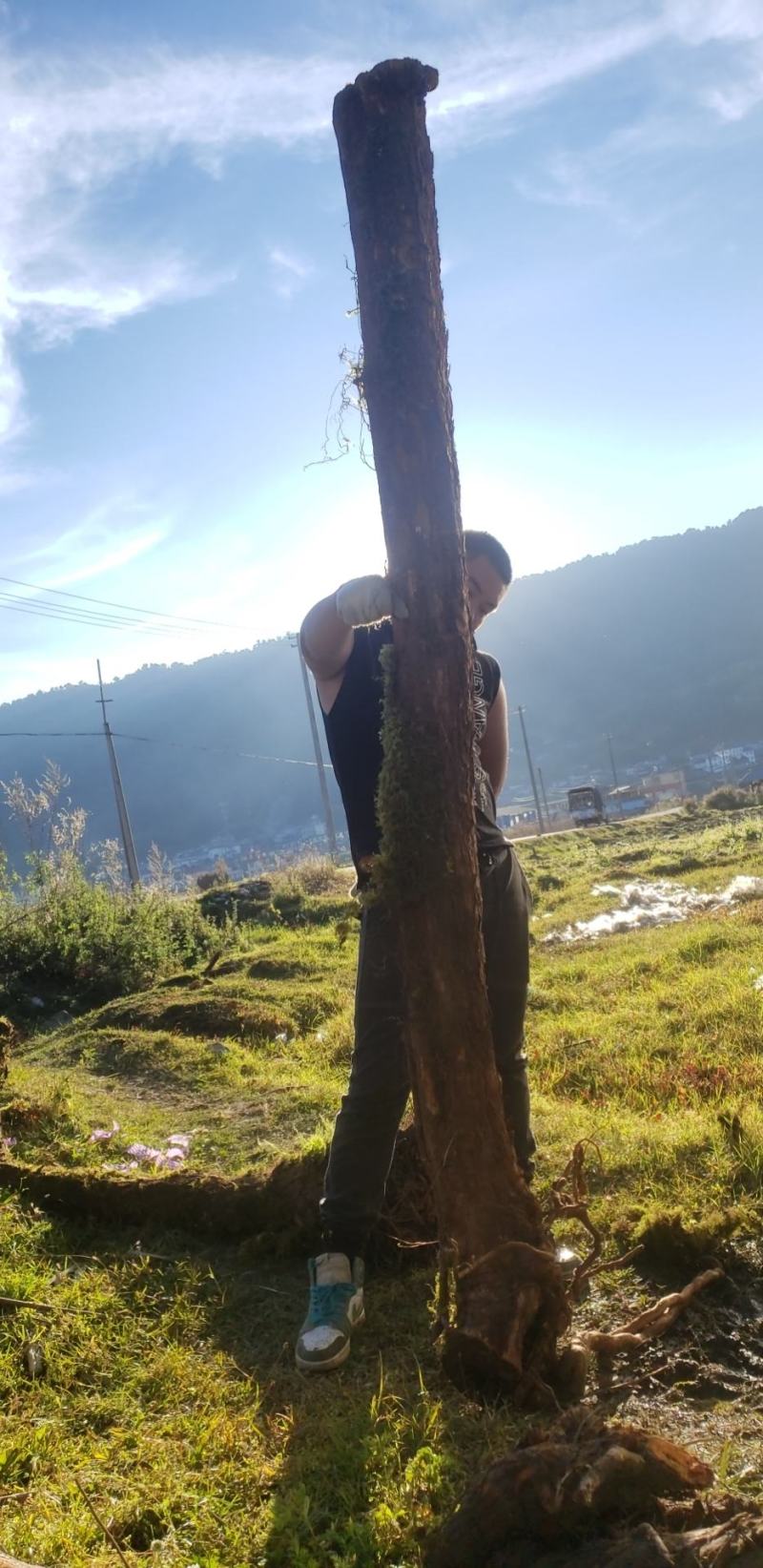 山木，香红刺腾