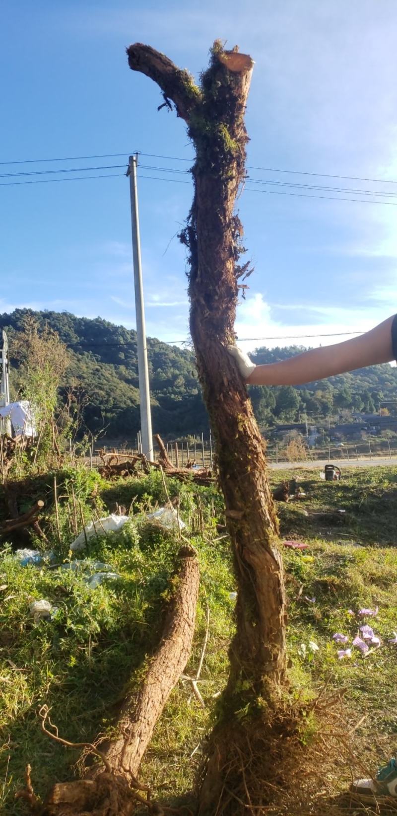 山木，香红刺腾