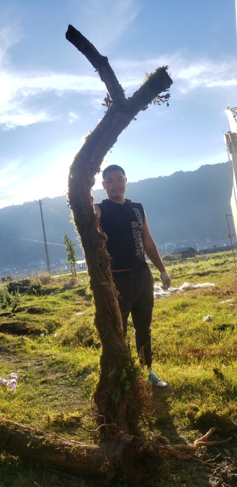 山木，香红刺腾