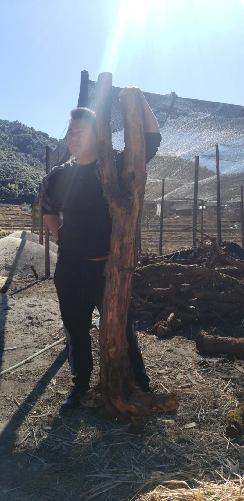山木，香红刺腾