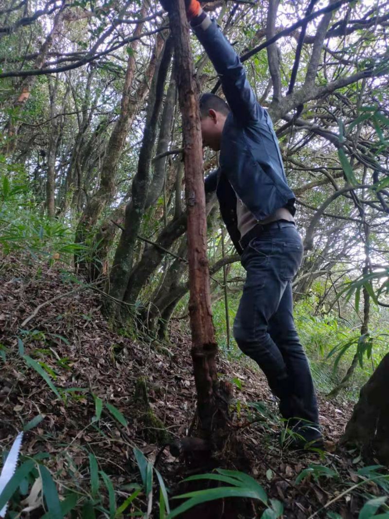 山木，香红刺腾