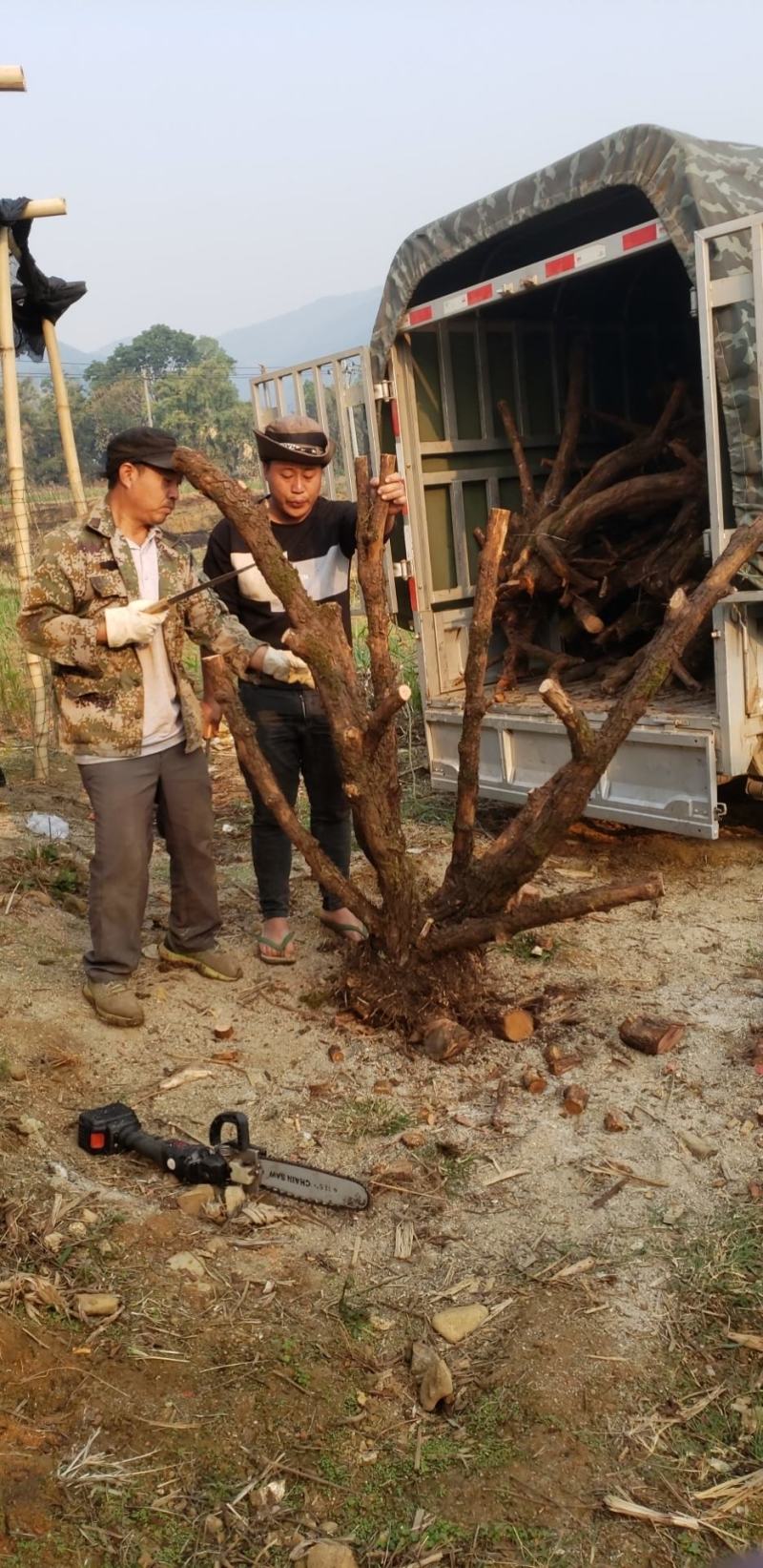 山木，香红刺腾