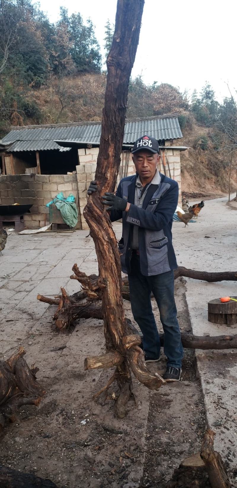 山木，香红刺腾