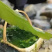 东山海带苗即食鲜嫩海带芽非盐渍